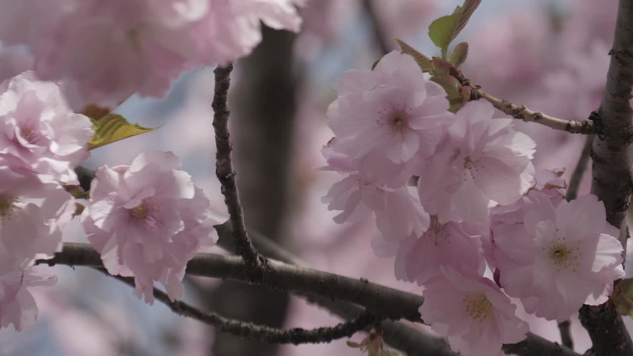 近看粉红色的樱花在风中飘扬视频素材
