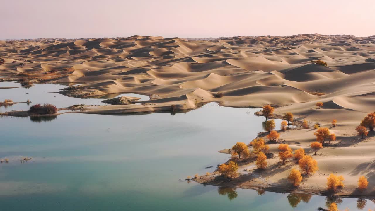 湖被沙漠包围，到处都是胡杨林视频下载