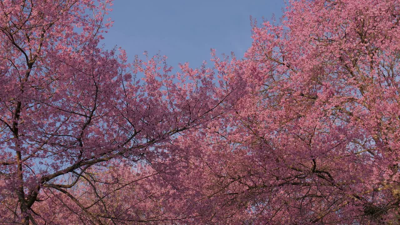 春天，蓝天下的自然公园里，粉红色的樱花盛开视频素材
