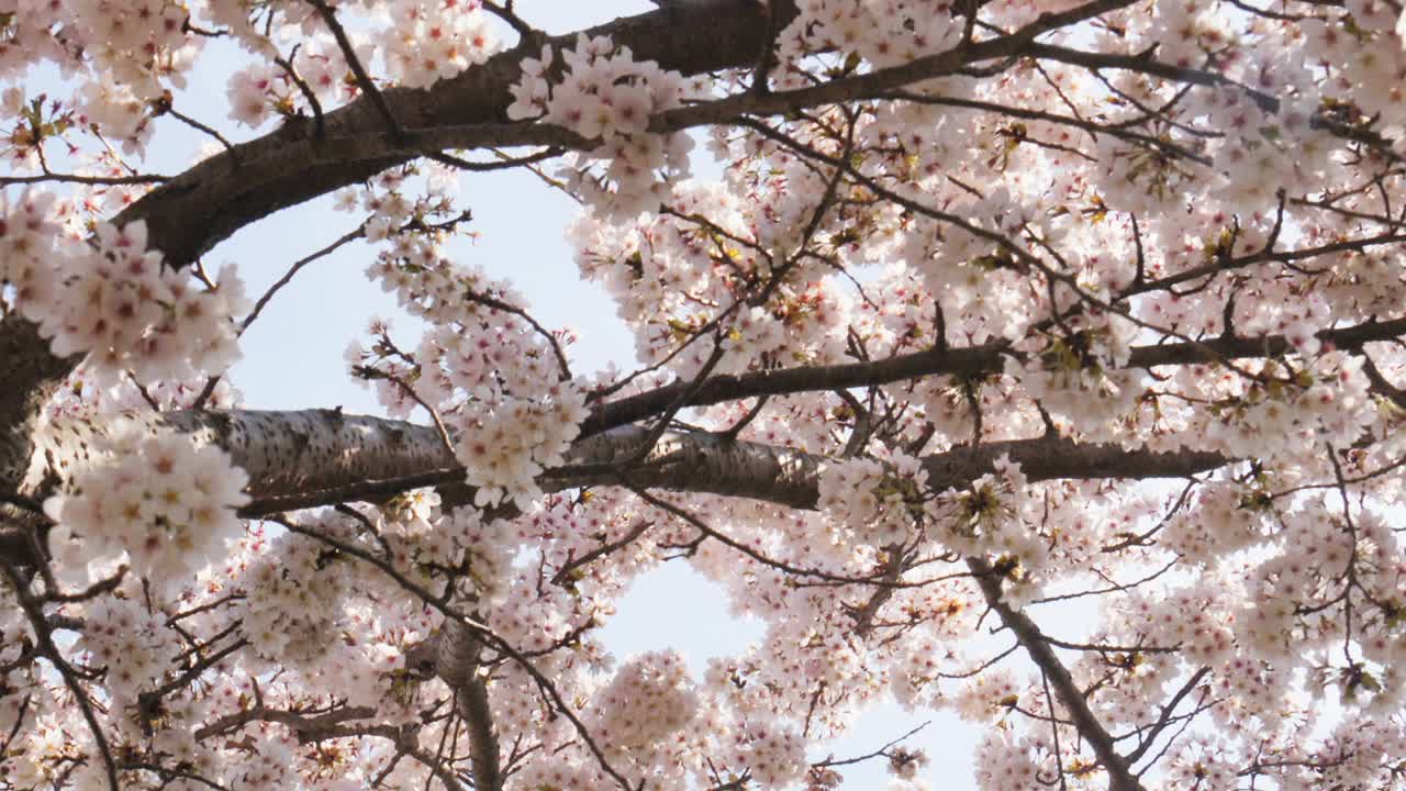 低角度的美丽樱花树在春天视频素材