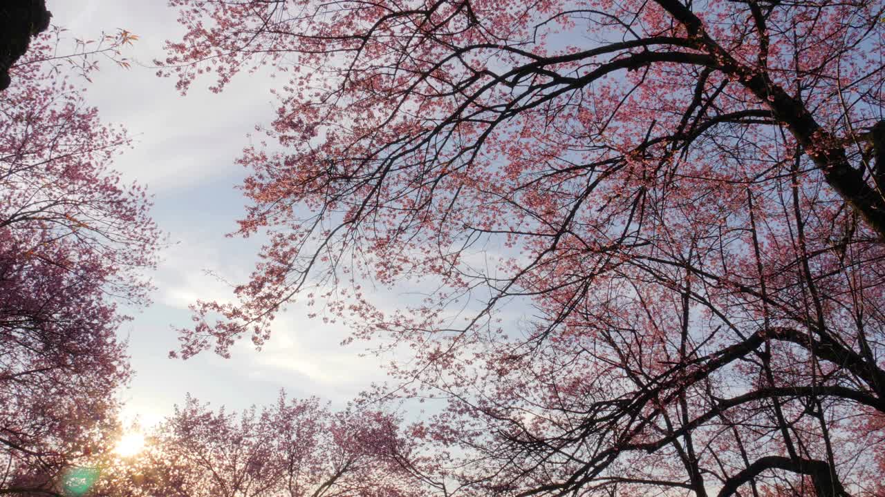 春天早晨阳光下的樱花树的低天使视频素材