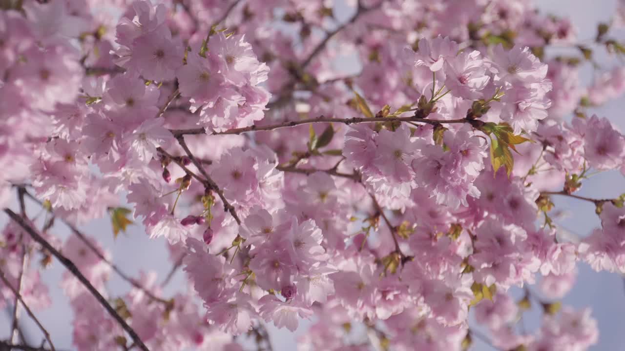 粉红色的樱花枝在春风中摇曳视频素材