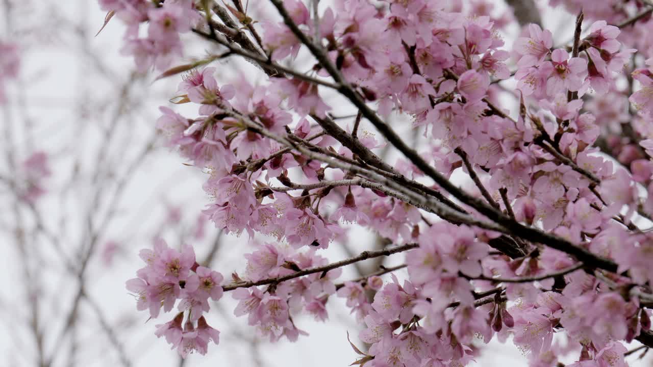 盛开的樱花在微风中飘动，一只嗡嗡作响的蜜蜂在欣赏粉红色的花朵视频素材