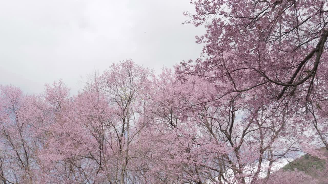 美丽的大自然春天与樱花盛开的樱花树视频素材