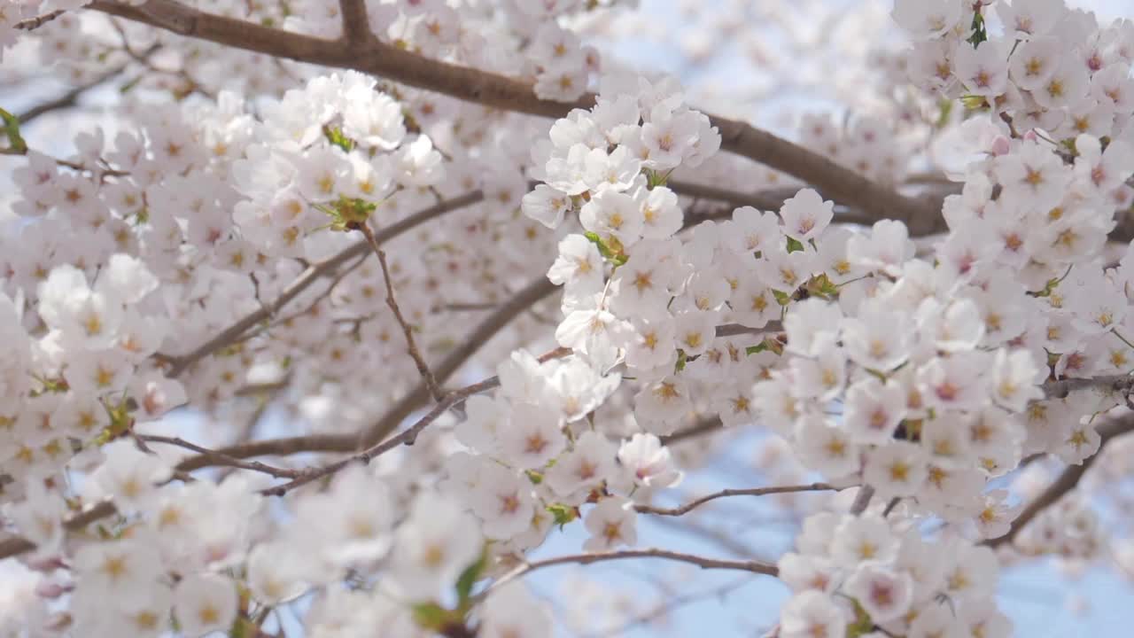 盛开的樱花树在蓝天的背景下盛开视频素材