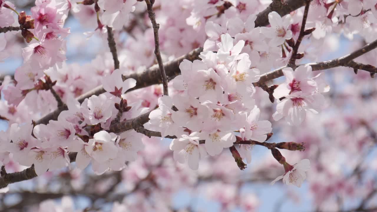 美丽的春天樱花树视频素材