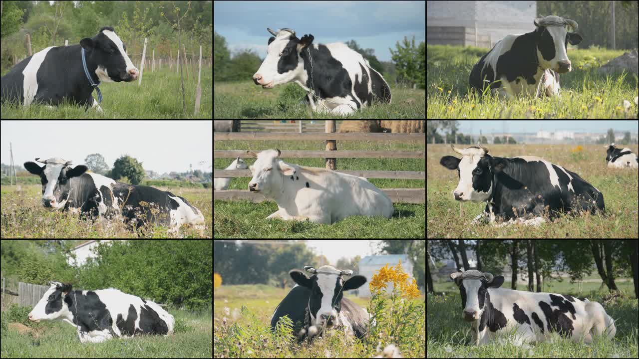 媒体墙的白色和黑色的奶牛视频下载