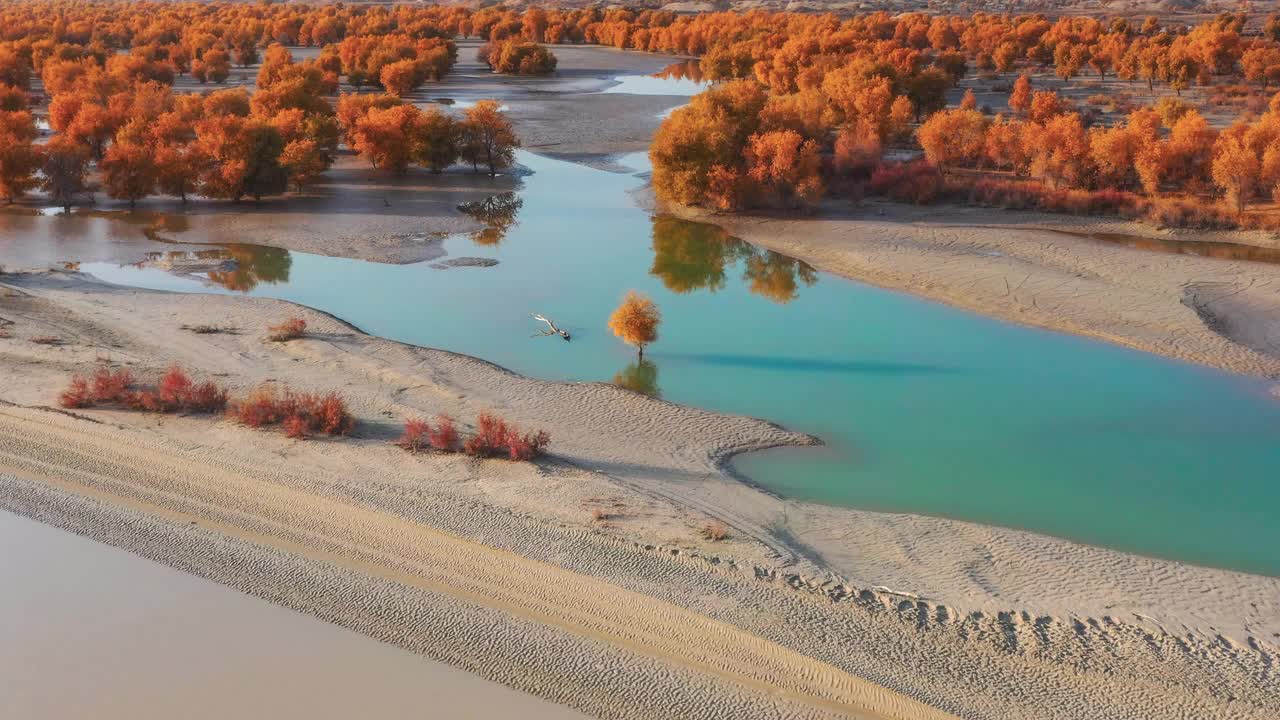 一株胡杨孤零零地生长在塔里木湿地的湖中央视频下载