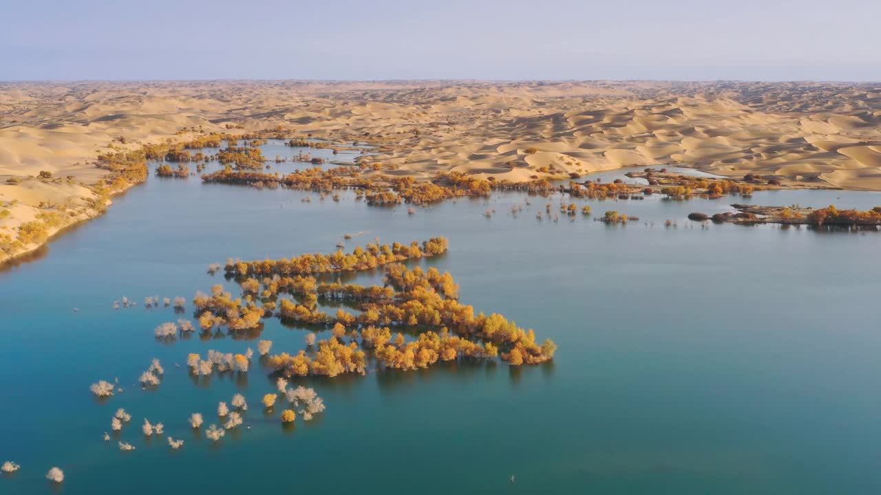 湖被沙漠包围，到处都是胡杨林视频下载
