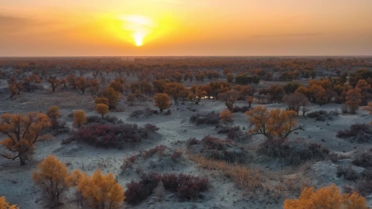 日落时分的沙漠，到处都是胡杨林，非常奇妙视频下载