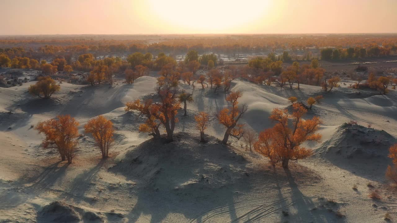 日落时分的沙漠，到处都是胡杨林，非常奇妙视频下载