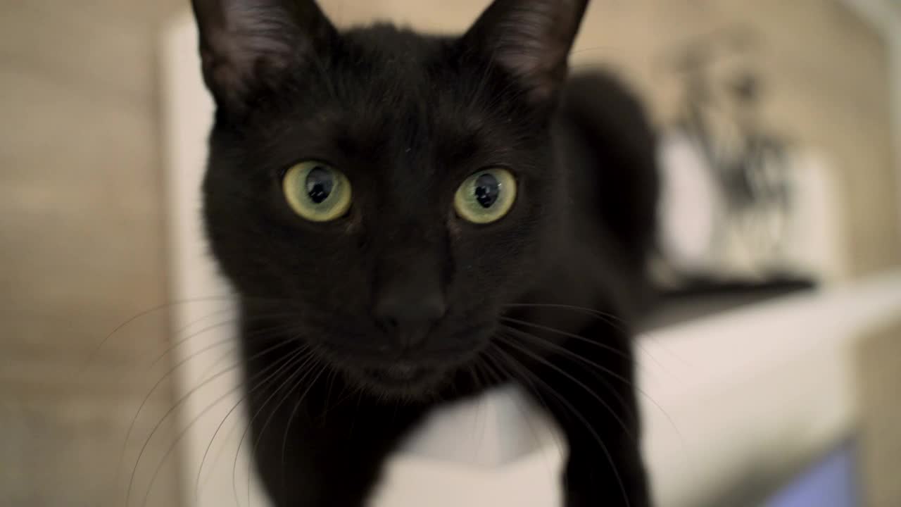 美丽有趣的黑猫触摸镜头-有趣和好奇的猫视频下载