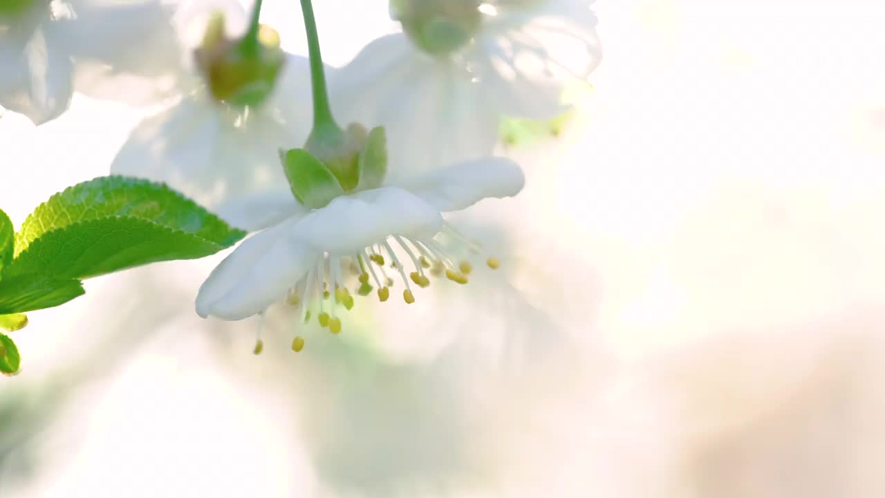 大自然中的花朵视频下载
