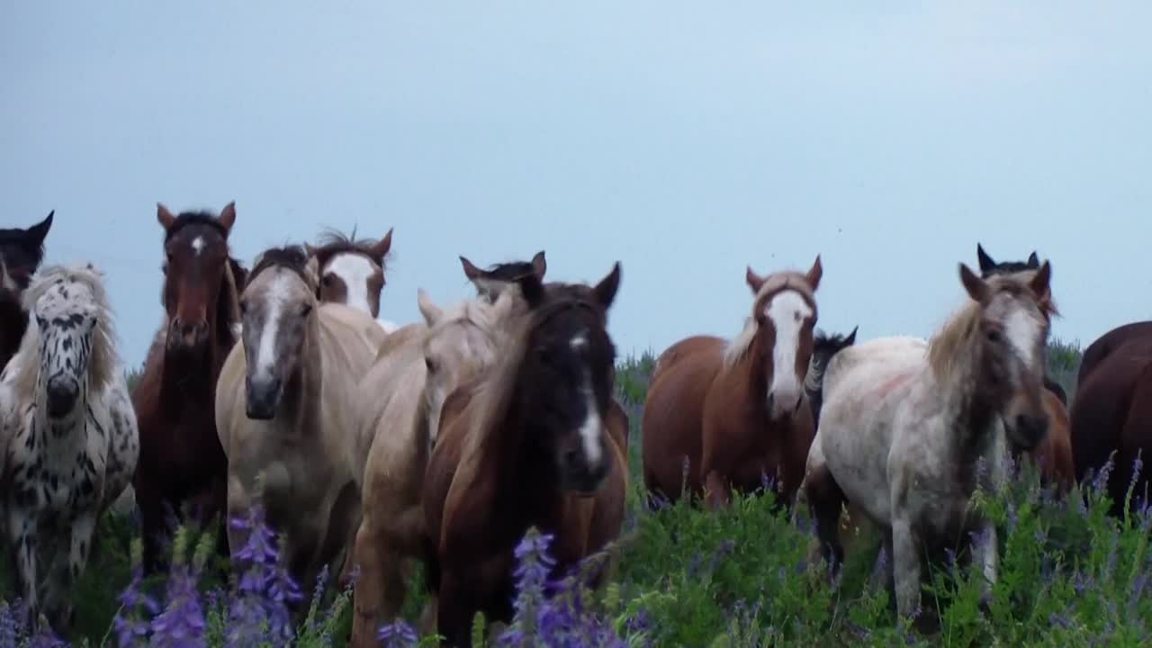 夏天，一群美丽的纯种马在绿色的草地上奔跑视频素材