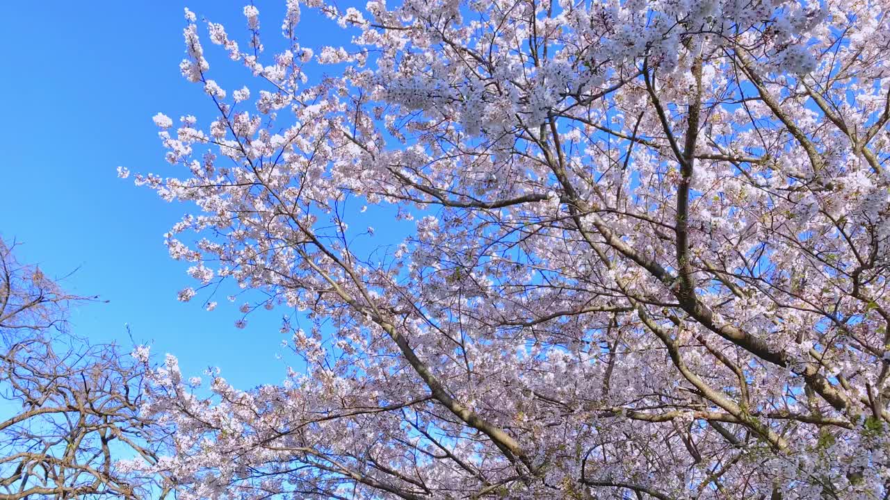 走在一排盛开的樱桃树下的小路上。樱花和蓝天，这是日本典型的春天景象。视频下载