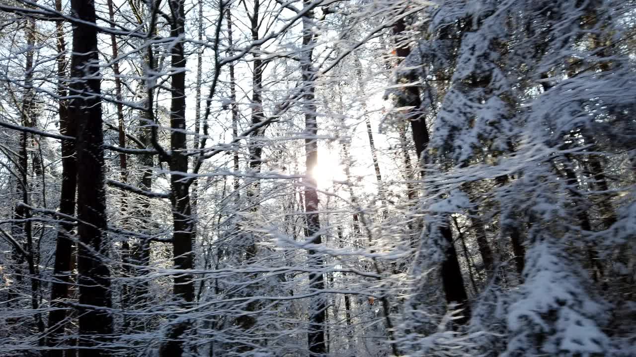 从车窗看白雪覆盖的冬季森林视频素材