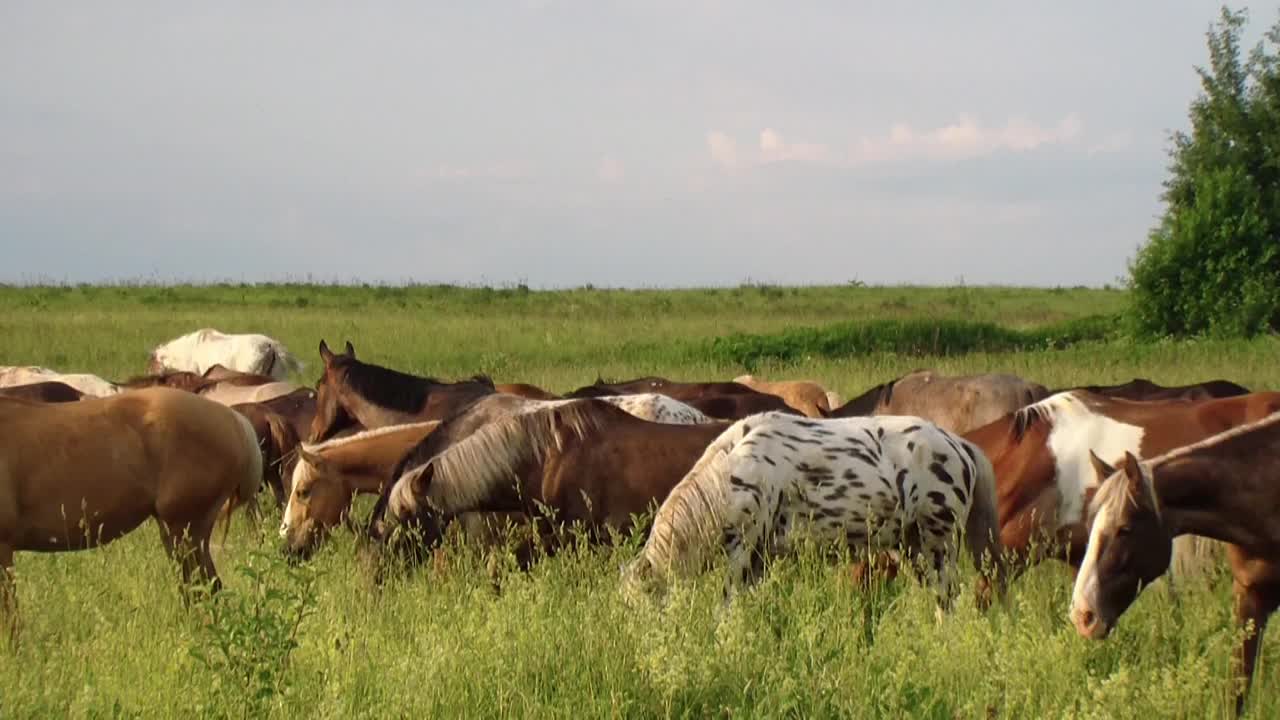 一群美丽的纯种马在绿色的田野上散步视频素材