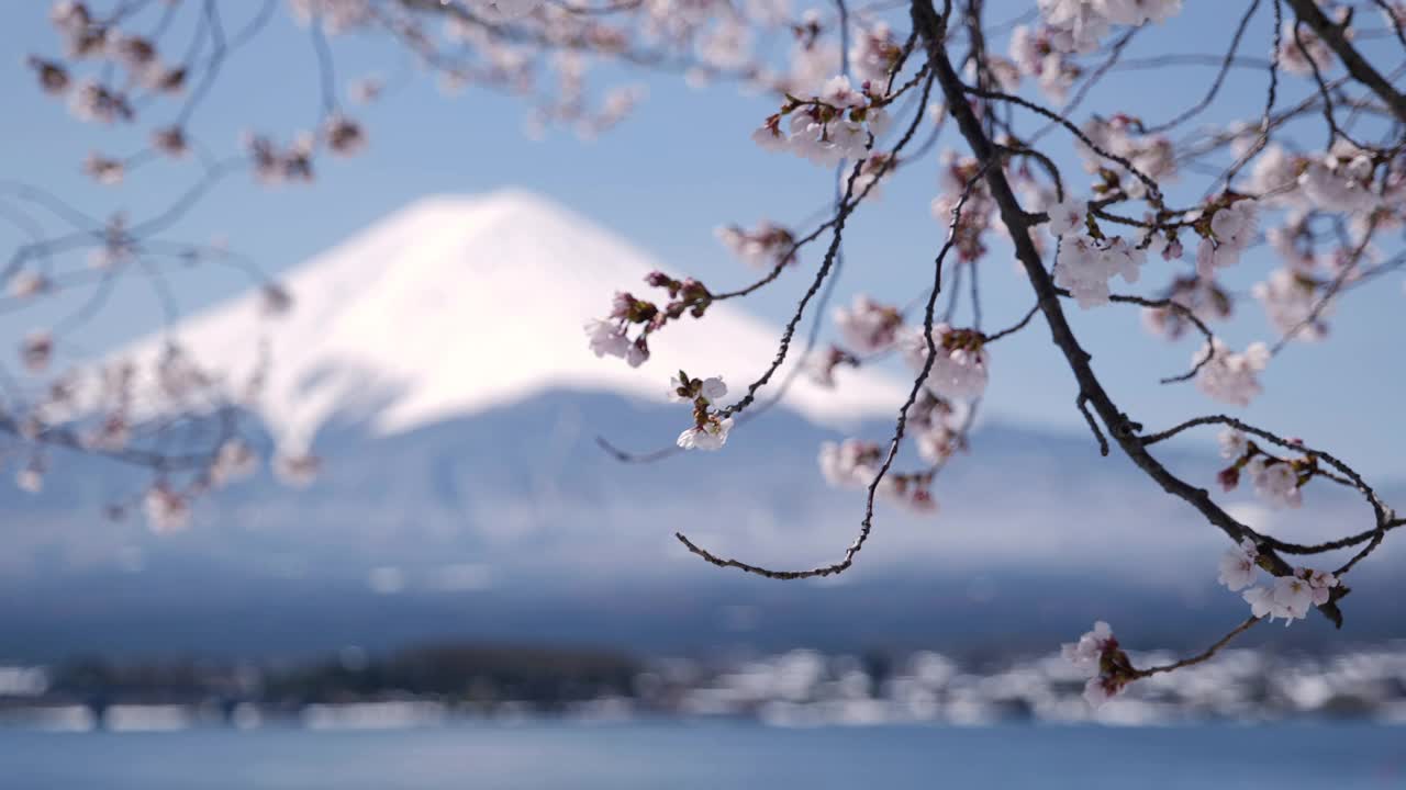 富士山川口湖上的樱花(前景到背景架对焦)视频素材