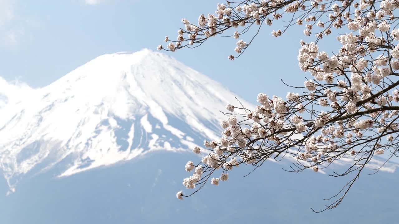 樱花盛开的富士山视频下载