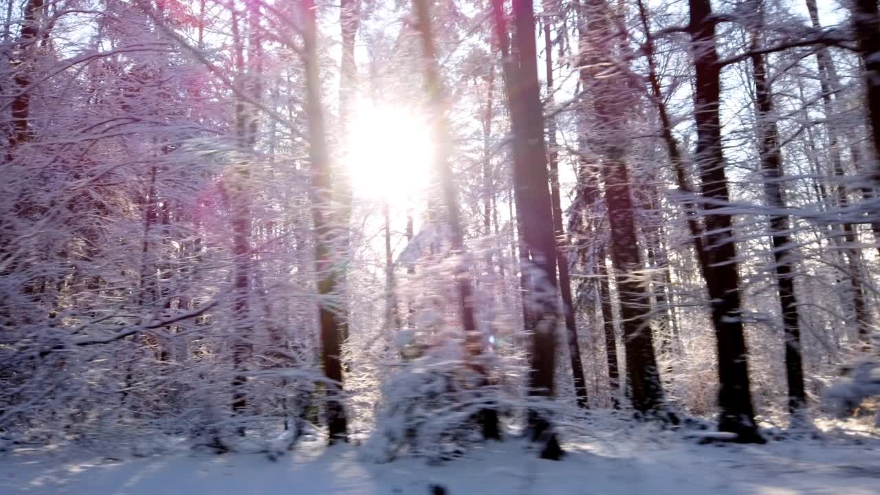 从车窗看白雪覆盖的冬季森林视频素材