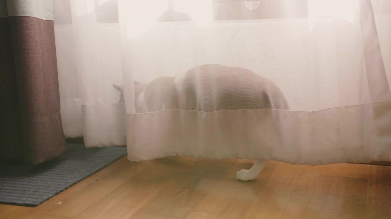 可爱的小猫在阳光下的窗帘后面玩耍。视频下载