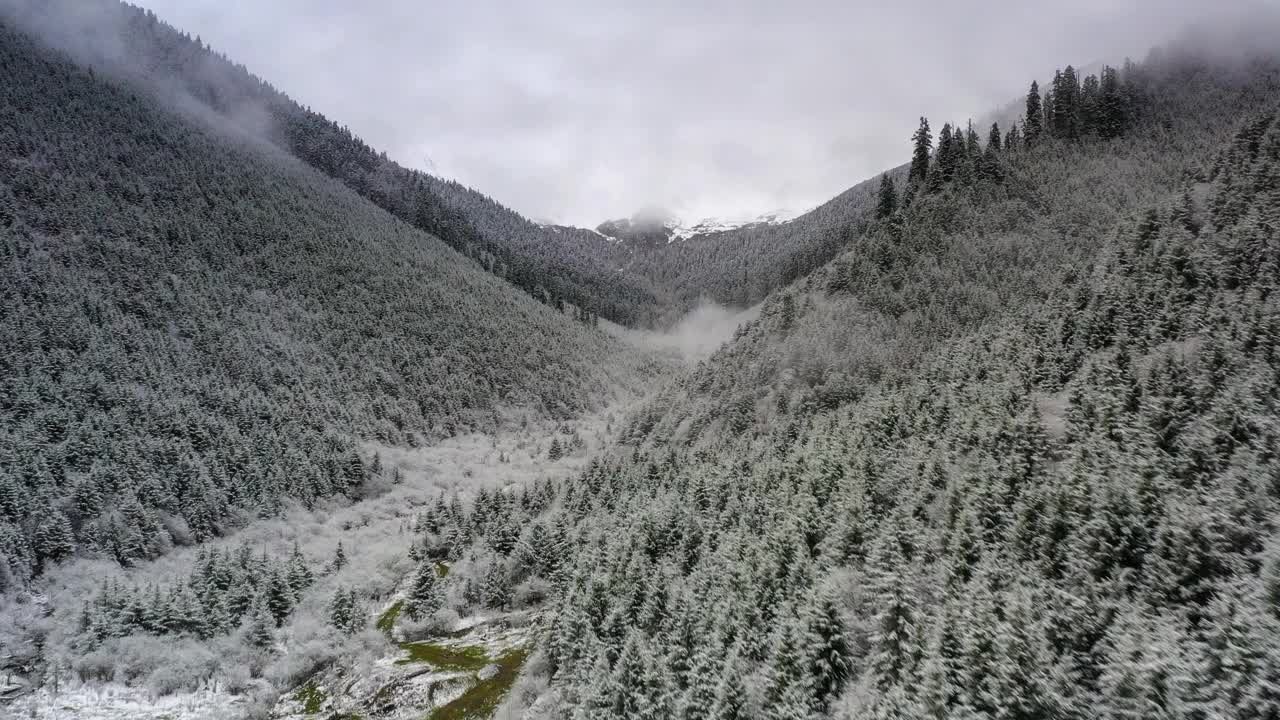 下了一整夜的雪，森林变得又白又雾视频素材