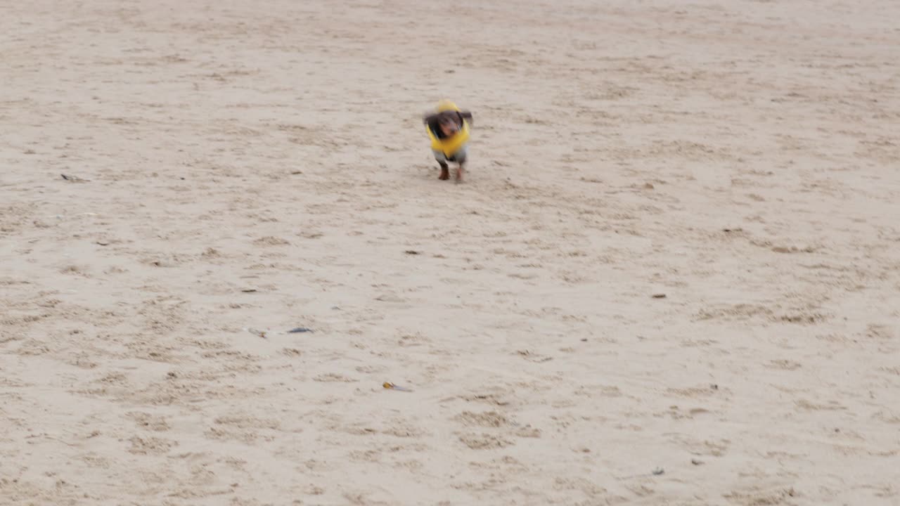 在海滩上玩耍的狗的爱!视频素材