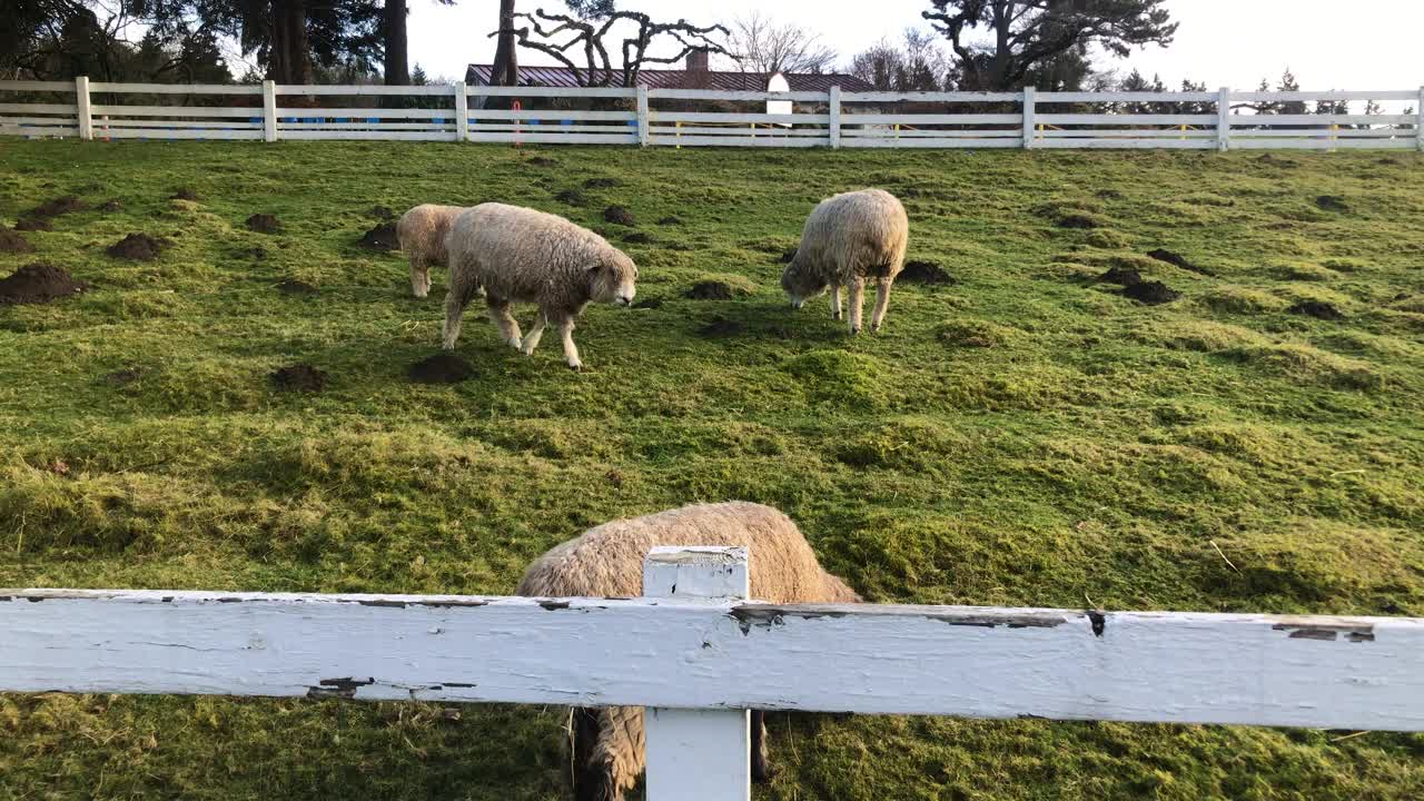 绵羊在农场吃草视频下载