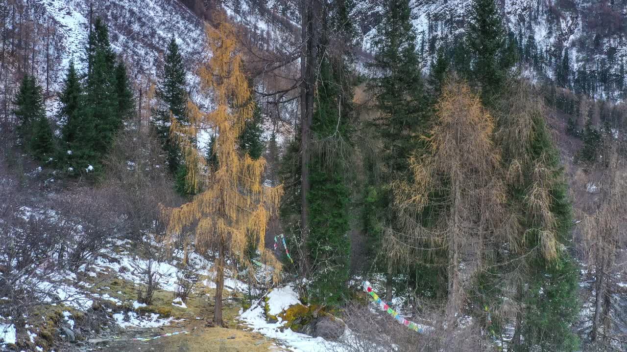 冬天，森林里还有些长着黄叶的树视频素材