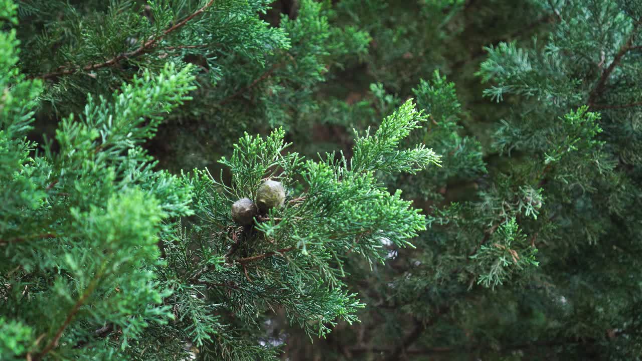 绿色树枝上的一束柏树球果视频素材