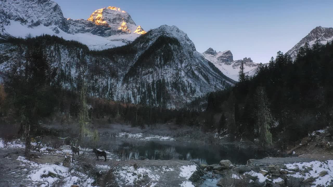 雪山，森林，湖泊，牛，多么美丽的天堂视频素材