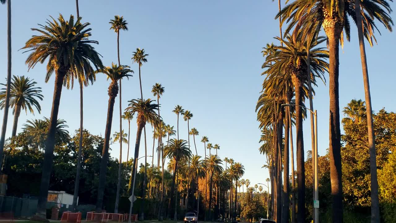 贝弗利山的棕榈树和街道。车角度。视频素材