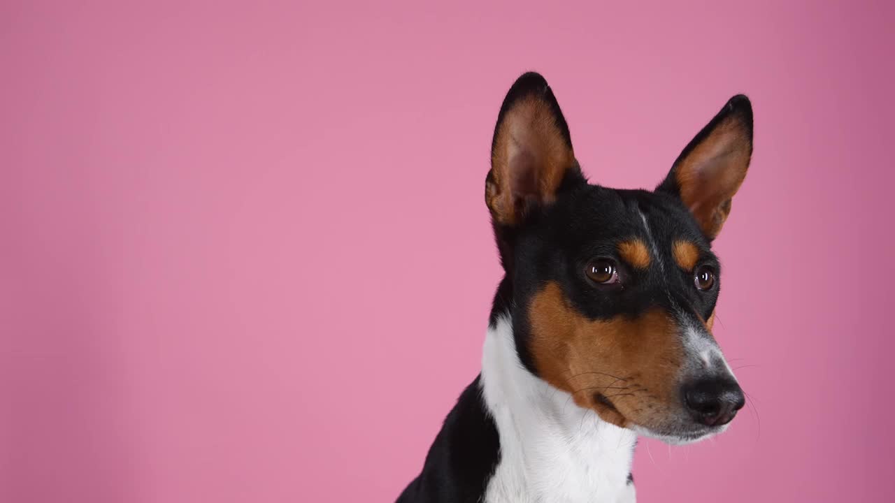 工作室里的Basenji在粉色背景下。特写正面肖像的刚果狗与突出的耳朵。慢动作视频下载