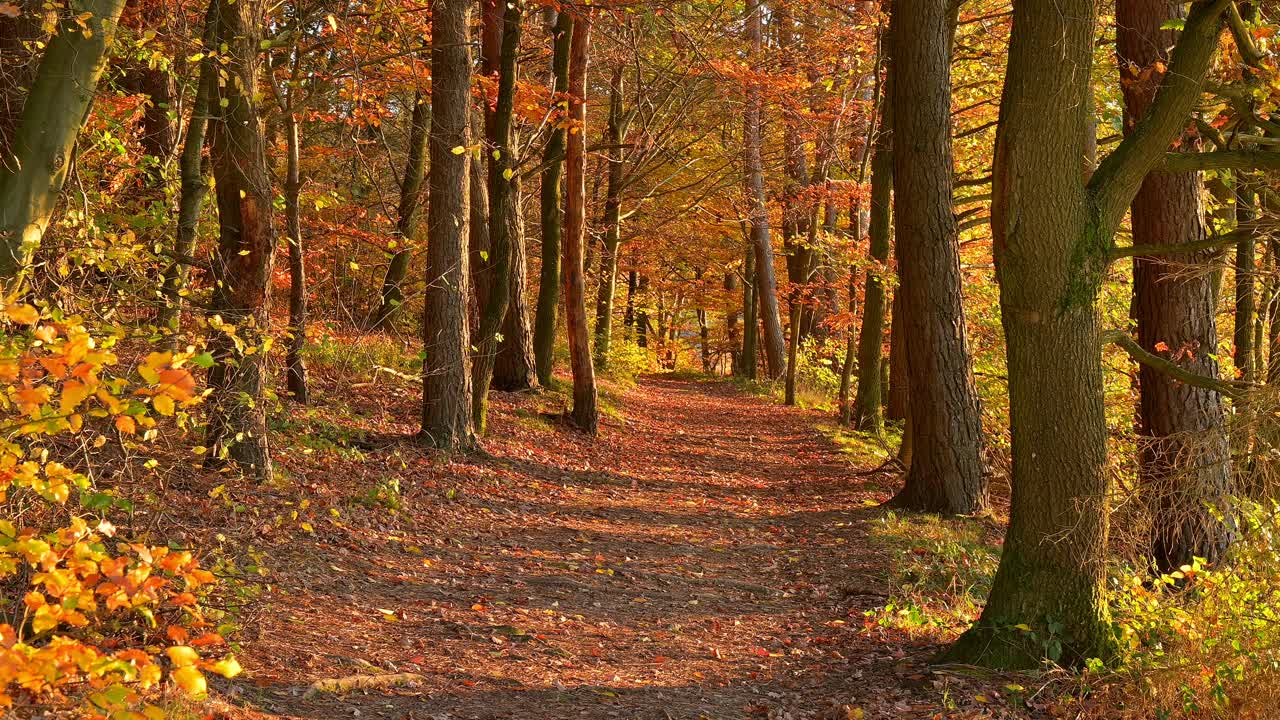 德国巴伐利亚州Spessart秋天的森林小路视频素材