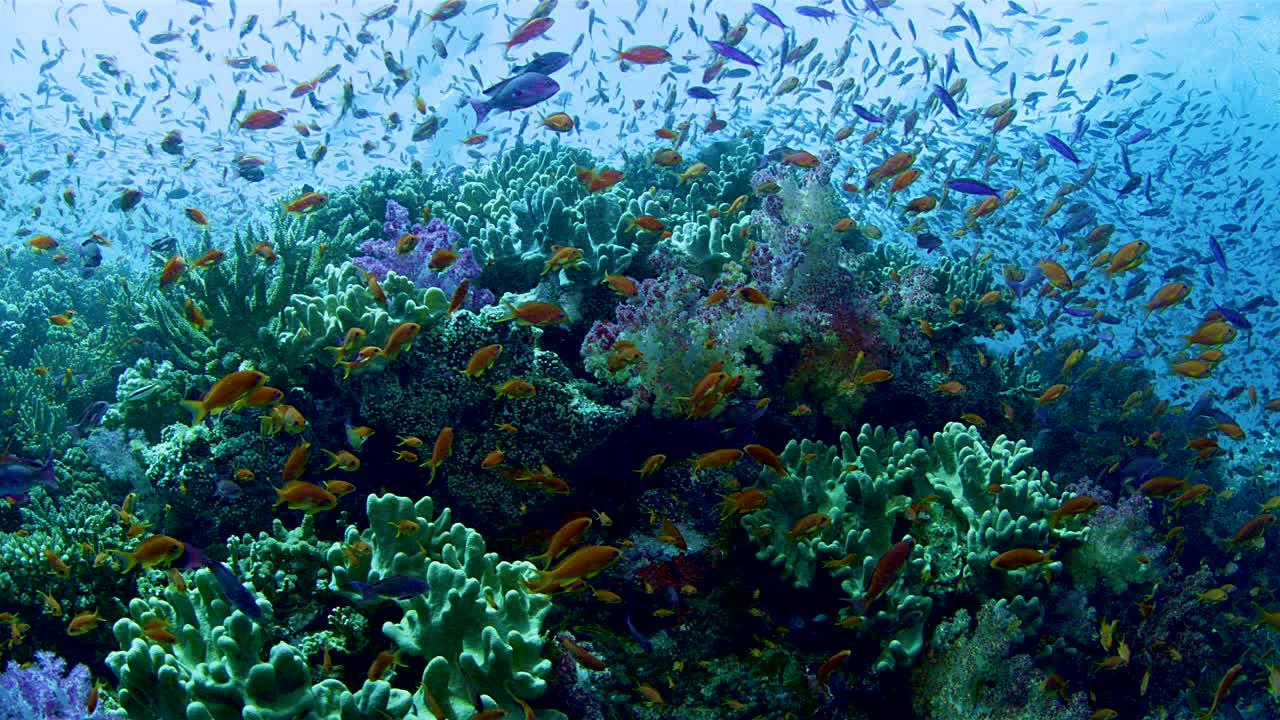 巨大的彩色小鱼群在斐济附近的珊瑚礁中觅食视频素材