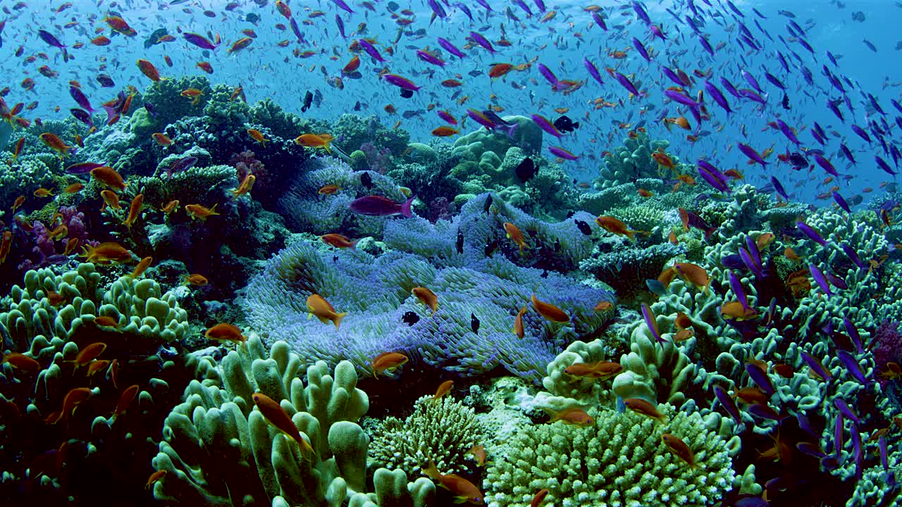 巨大的彩色小热带鱼群在斐济附近的珊瑚礁中觅食视频素材