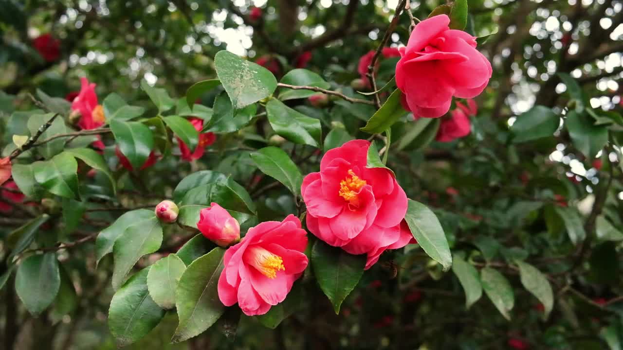 红色的鲜花盛开的山茶花树在一个浪漫的古老的春天花园视频素材