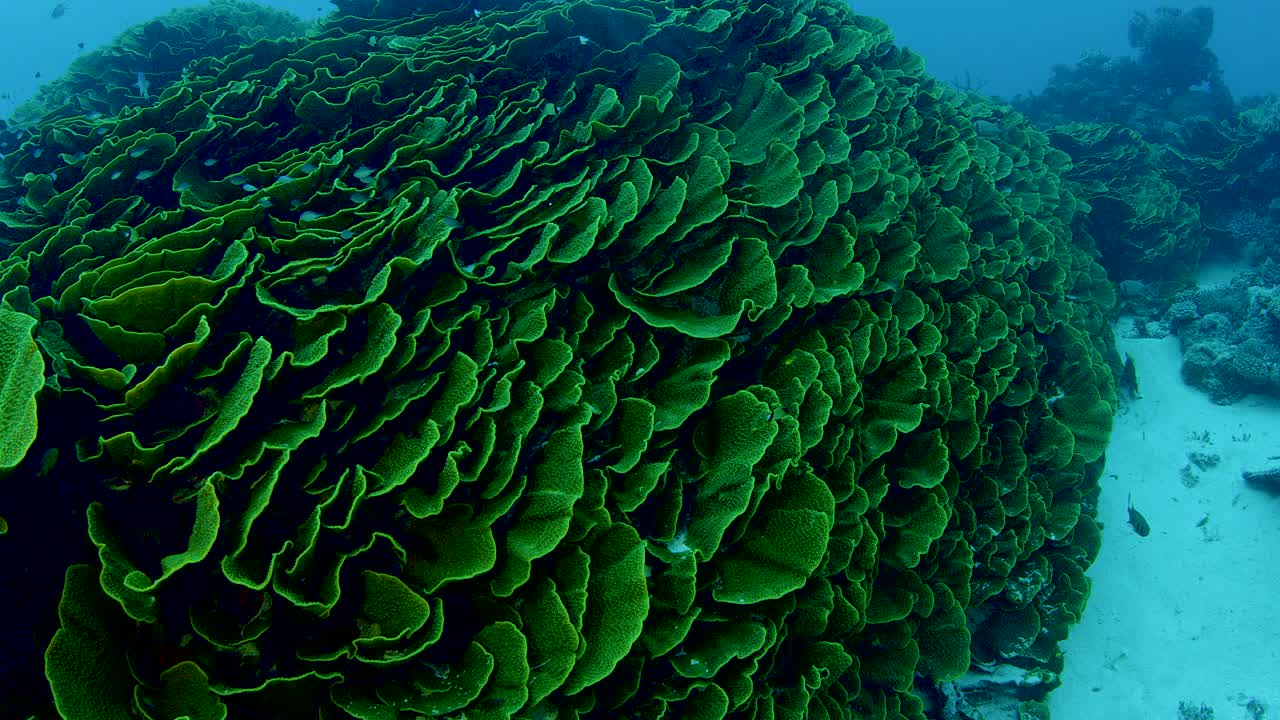 层状珊瑚因砍伐森林而濒临灭绝视频下载