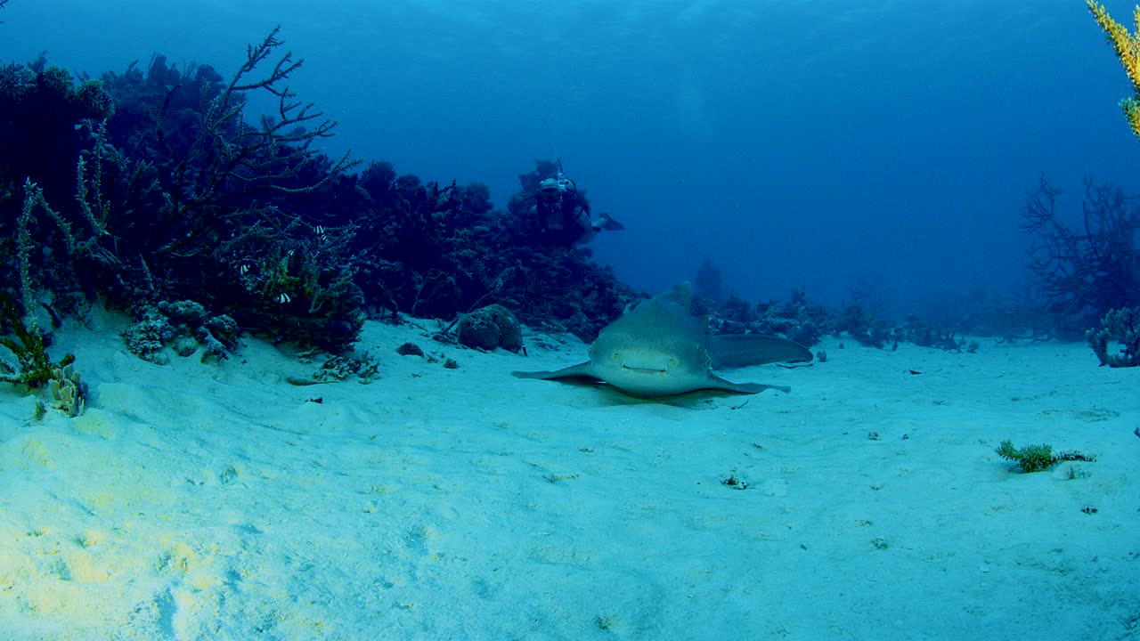 大鱼躺在海底，周围是因森林砍伐而濒临灭绝的稀有硬珊瑚视频下载