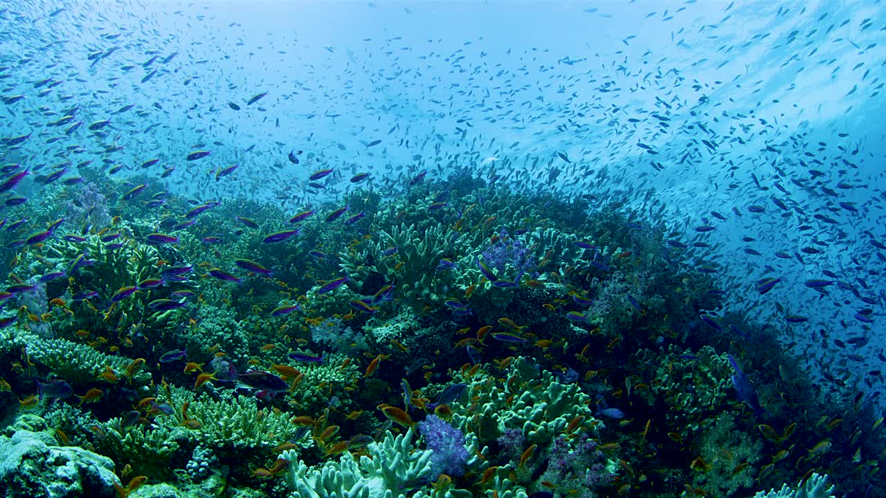 巨大的彩色热带鱼群在斐济附近的珊瑚礁中觅食视频素材