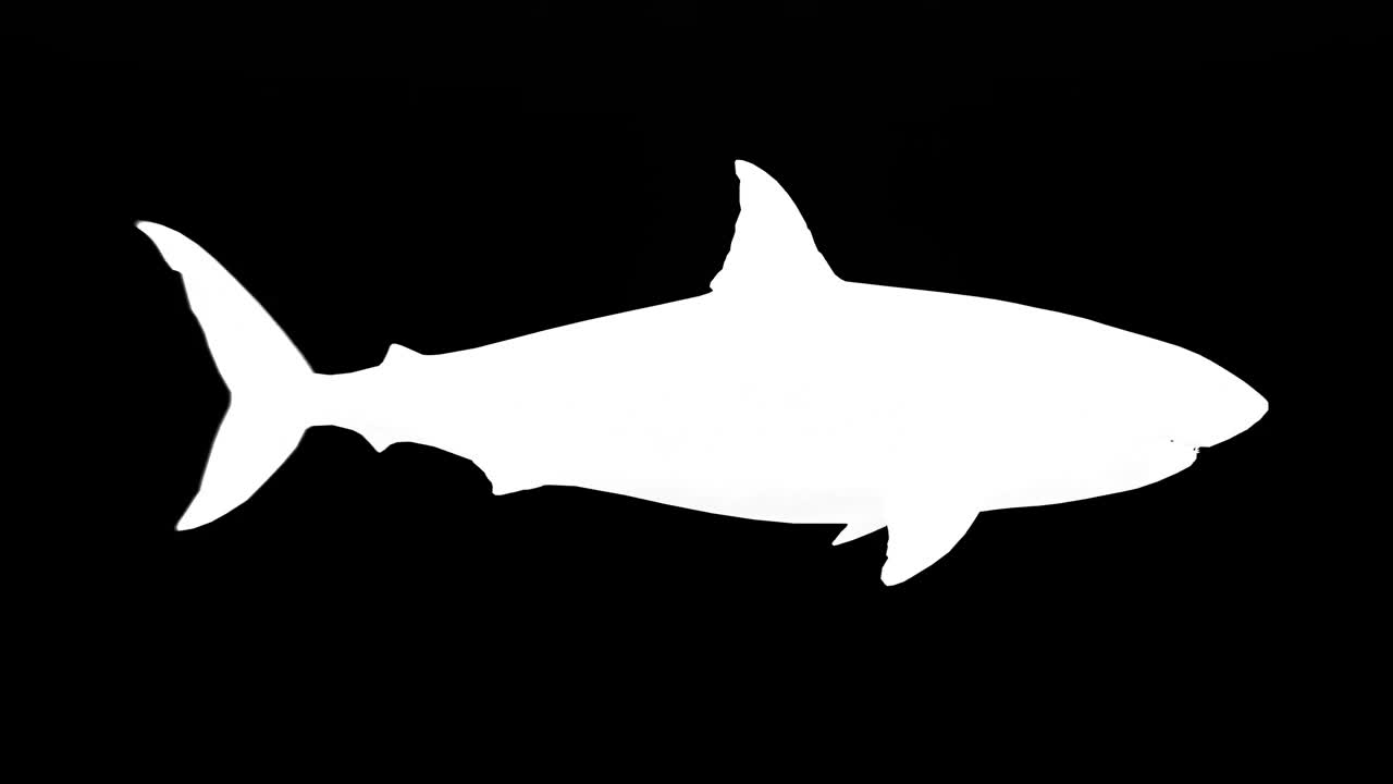 攻击大白鲨的剪影在黑色背景上。概念动物、野生动物、游戏、返校、3d动画、短视频、电影、卡通、有机、色度键、角色动画、设计元素、可循环视频下载
