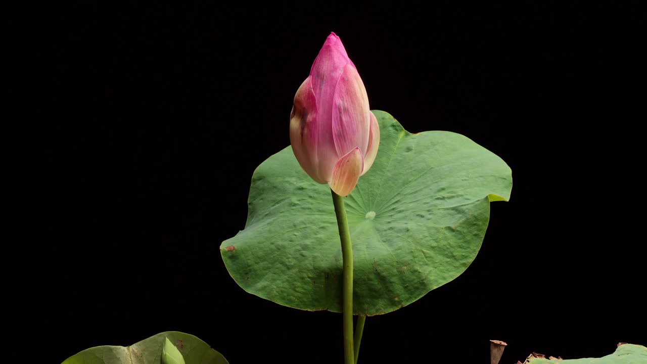 4K时间延时拍摄粉红色荷花从花蕾到盛开，绿叶孤立在黑色背景上，近距离b卷拍摄侧视图。视频素材