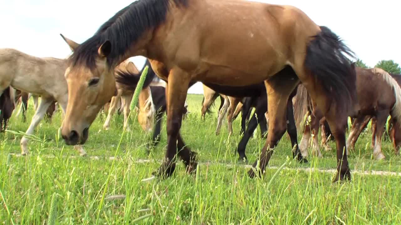 美丽的马在田野里散步，吃草视频素材