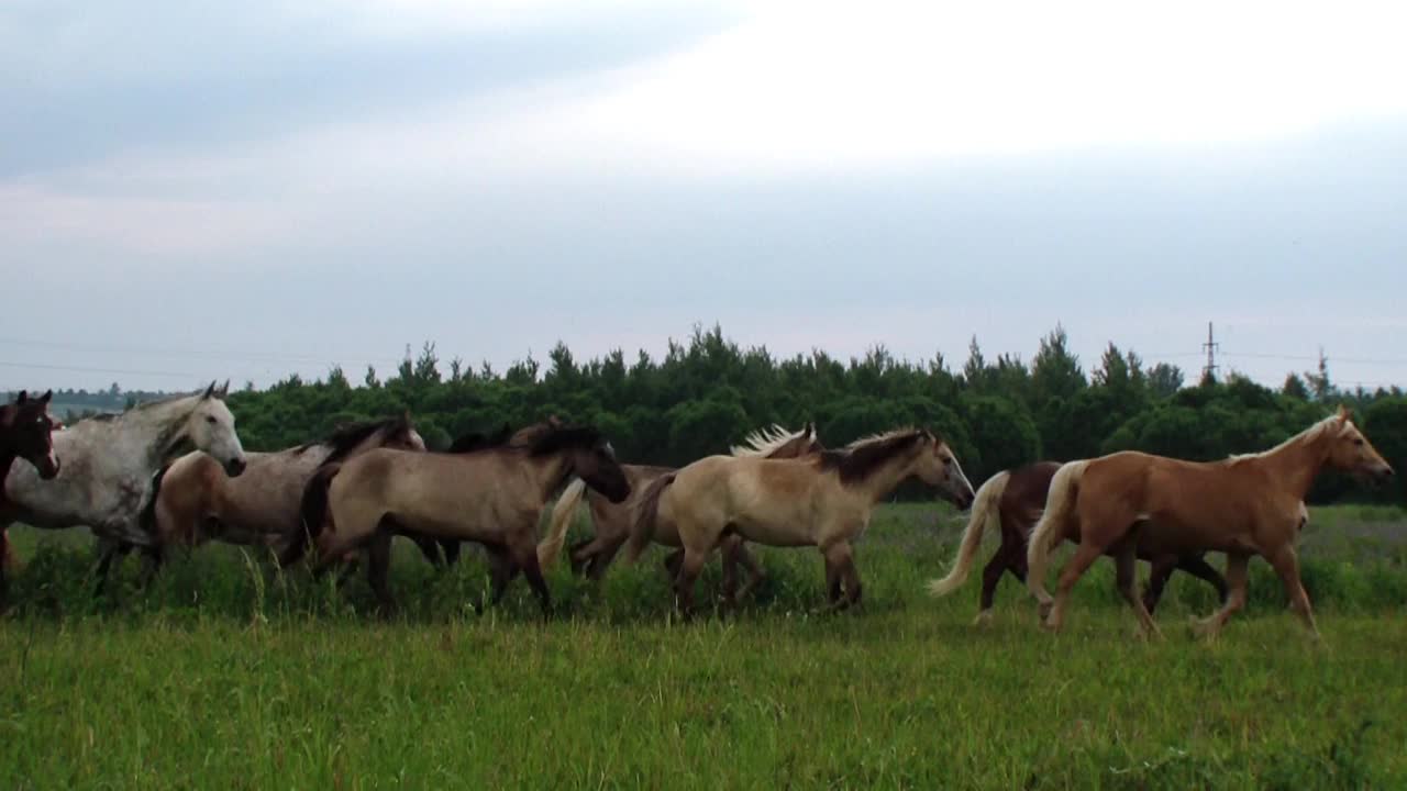 夏天，一群美丽的纯种马在绿色的草地上奔跑视频素材