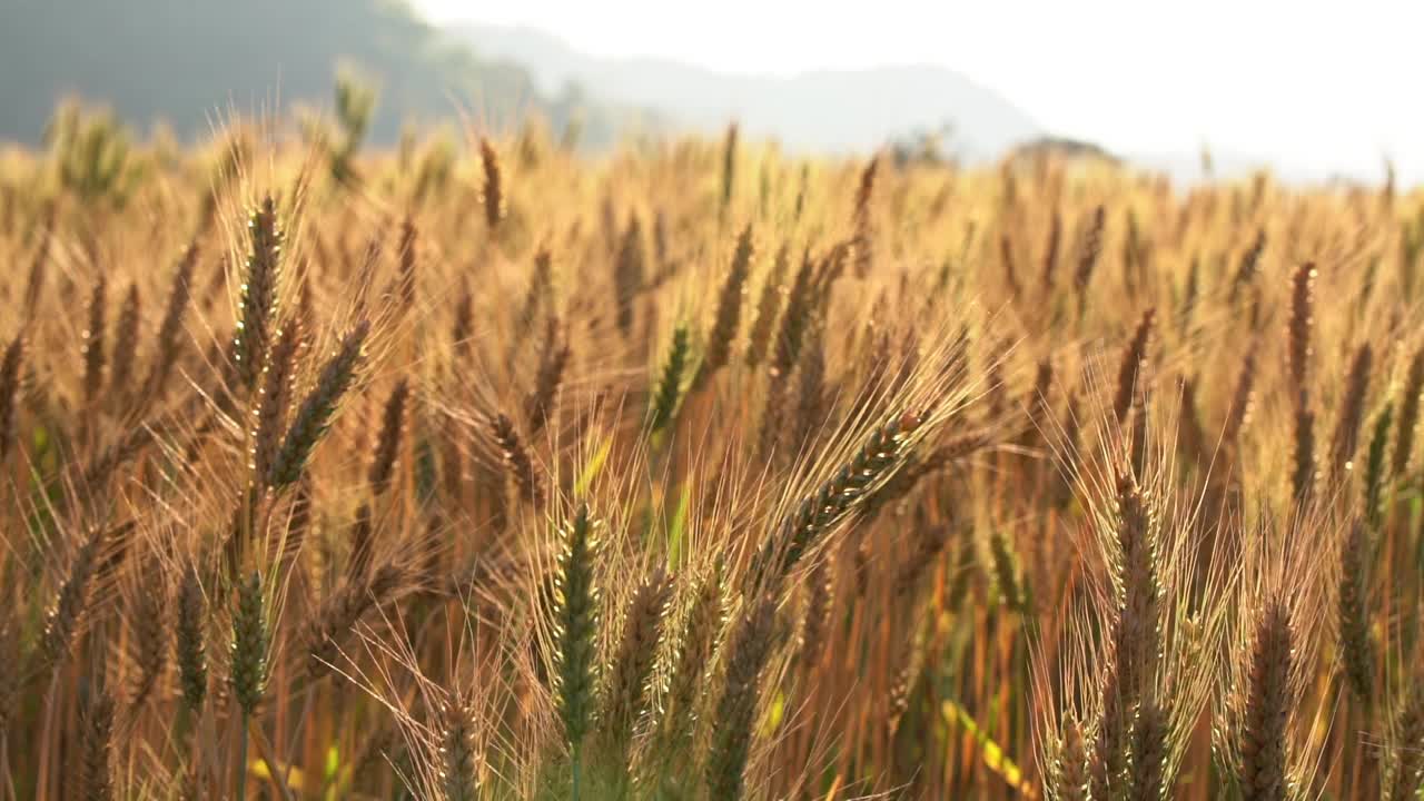 小麦草甸。成熟的黄金大麦田在夏天。自然有机黄黑麦植物生长收获。世界粮食与日落在农田秋天的景象背景。视频素材