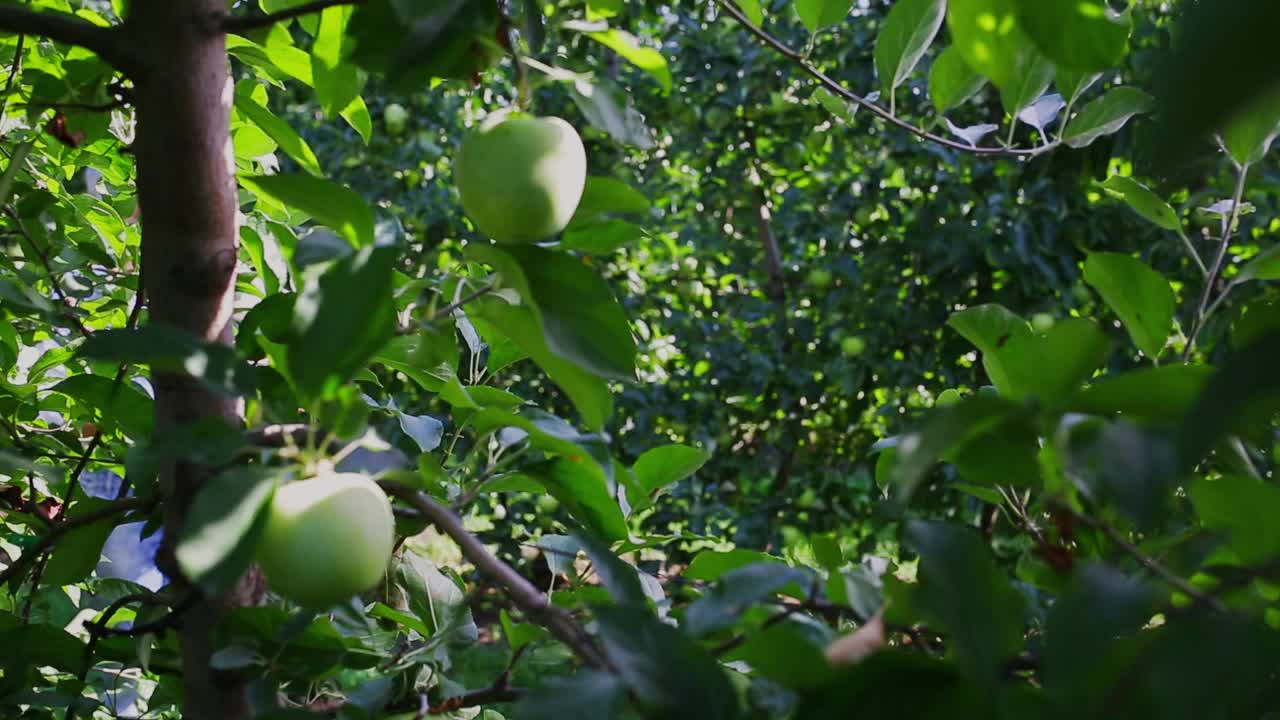 种植青苹果视频下载