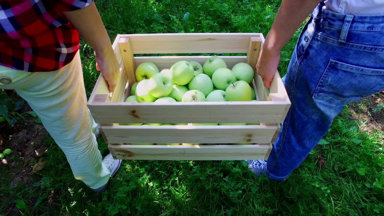 种植青苹果视频下载