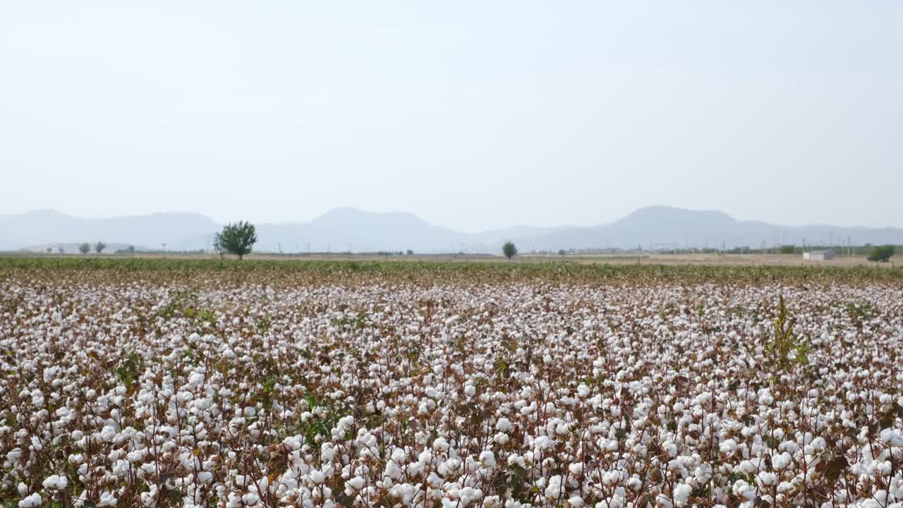 棉花收获-一个大型联合收割机在大棉花田工作。视频素材