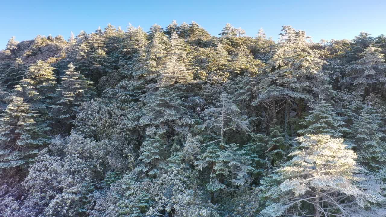 一场大雪把山上的森林染成了白色视频素材