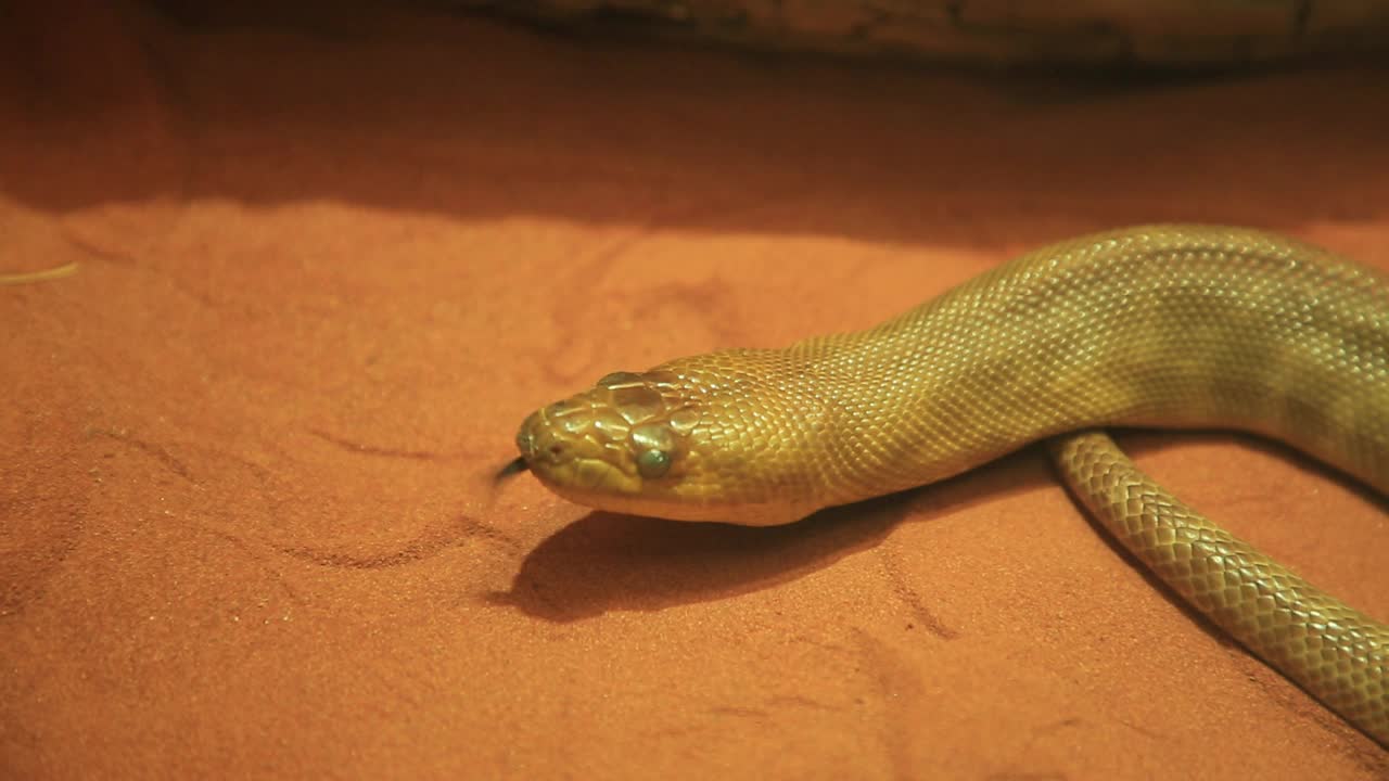 女性python的蛇视频素材